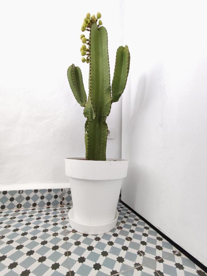 Jimaral Vejer de la Frontera